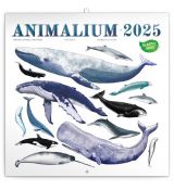 Poznámkový kalendár Animalium 2025, 30 × 30 cm